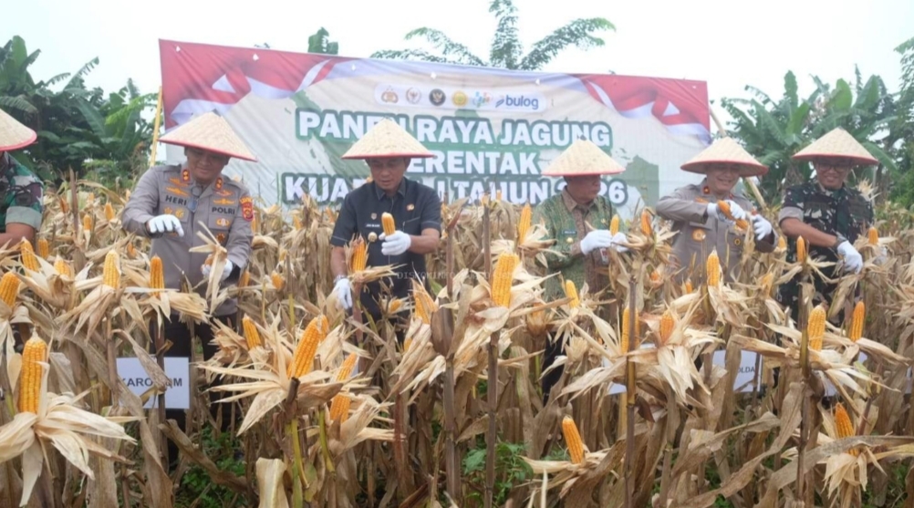Panen Raya Jagung Serentak Kuartal I : Pemkab Muaro Jambi Dukung Swasembada Pangan Nasional